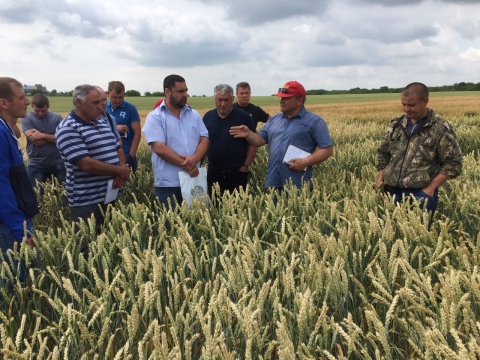 Какие сорта пшеницы выращивают в ростовской области?