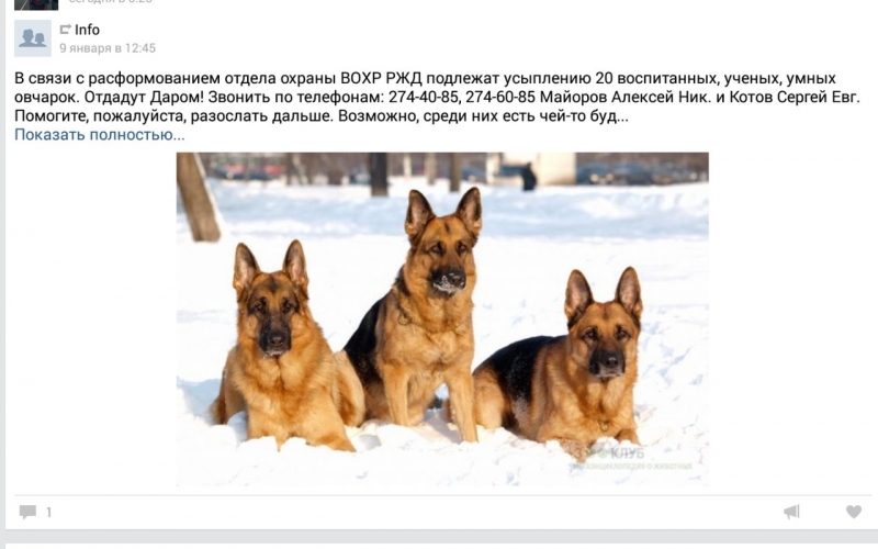 Жители России, Казахстана и Украины уже четыре года пытаются спасти от усыпления 20 несуществующих собак.