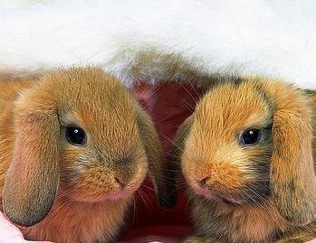 Что нам дают кролики. Смотреть фото Что нам дают кролики. Смотреть картинку Что нам дают кролики. Картинка про Что нам дают кролики. Фото Что нам дают кролики Что нам дают кролики. Смотреть фото Что нам дают кролики. Смотреть картинку Что нам дают кролики. Картинка про Что нам дают кролики. Фото Что нам дают кролики