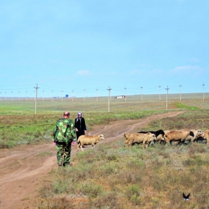 Ростовский областной суд запретил животноводу Гусейну Магомедову ездить  по территории заповедника и пасти там скот