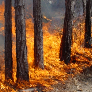 Губернатор Ростовской области утвердил план основных мероприятий по подготовке к пожароопасному периоду 2014 года