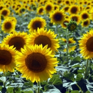 Более 37 тонн семян подсолнечника было похищено у ЗАО «Дружба» в Милютинском районе. Старшего агронома предприятия подозревают в мошенничестве