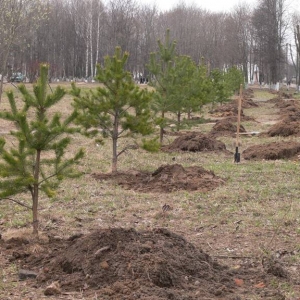 До начала мая лесные хозяйства Ростовской области проведут посадку молодых деревьев