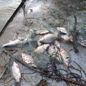 Ущерб, причиненный незаконной ловлей рыбы в Константиновском районе, оценили в 40 тысяч рублей.