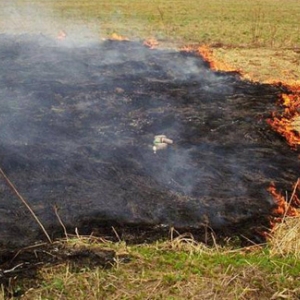 В областном природоохранном комитете утвержден график проведения рейдов по выявлению случаев выжигания сухой растительности, сообщает пресс-служба АРО