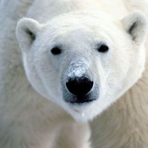 Сегодня ночью, 4 апреля, в Ростов-на-Дону из чешского зоопарка Брно прибыла самка белого медведя по кличке Комета