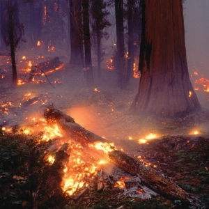 По распоряжению департамента лесного хозяйства Ростовской области с 22 по 31 мая на северной территории Ростовской области вводится ограничение пребывания граждан в лесах и въезда в них транспортных средств, а также  проведения всех видов работ, за исключением работ связанных с охраной лесов от пожаров