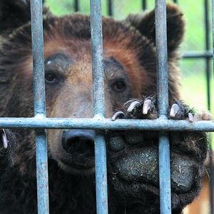 В Усть-Донецком районе Ростовской области медведь откусил кисть пятилетней девочке