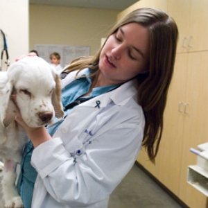 В Ростовской области от бешенства привито 12 собак и 4 кошки