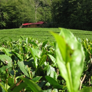 Жаркая и влажная погода способствует активному отрастанию чайных побегов и молодых листочков, которые используются для сбора