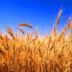 По данным РИА Новости, весной власти Краснодарского края ожидали получить в 2014 году урожай не ниже прошлогоднего — около 12 миллионов тонн. По новым прогнозам, аграрии края ожидают 13,8 миллиона тонн зерновых.