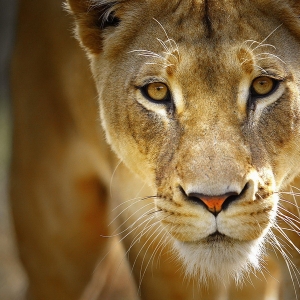 Полицейские Кущёвского района успешно задержали сбежавшую львицу. Теперь хозяин частного зоопарка ответит за побег своей подопечной по статье за «бесконтрольное содержание скота и птицы»