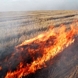 На левом берегу Дона вторые сутки подряд горят трава и поваленные деревья
