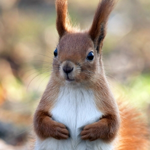 Сразу 15 зверьков из Барнаула (Алтай) должны стать жителями Александровского парка города Шахты (Ростовская область). Но не сразу. Сначала они должны пройти адаптацию. Пока животные живут в вольерах, и ухаживают за ними сотрудники парка. Кормят хвостатых новоселов сухими грибами, орешками, яблоками и другой беличьей едой. Рацион разнообразный