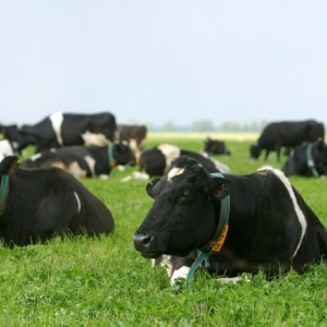 Депутаты Донского парламента предлагают на федеральном уровне установить административную ответственность за неконтролируемый выпас скота на землях сельхозназначения