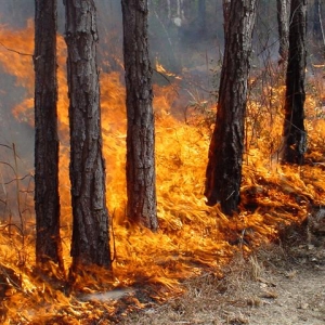 В Тарасовском районе Ростовской области в выходные потушили лесной пожар