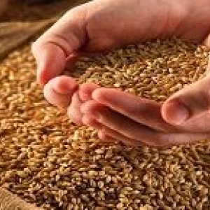 На Ставрополье собрано уже 8 млн 700 тыс. тонн зерновых и ещё планируется получить в ближайшие 100 тыс. тонн кукурузы
