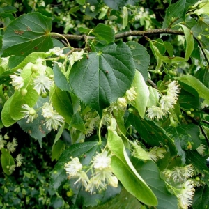 В четверг, 9 октября, в Ростове-на-Дону на улице Большой Садовой в районе марка имени 1 Мая высадили около 40 лип