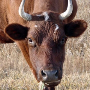 Одна из  жительниц хутора Севостьянов Милютинского района Ростовской области обратила внимание на неестественное поведение коровы, у которой текли слюни и она издавала неестественный рёв