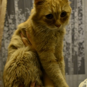 Газета «Блокнот Ростова» рассказала о судьбе кота, за которым несколько дней следил весь город. Рыжик, он же Янтарик, получил новое имя и приобрёл нового хозяина