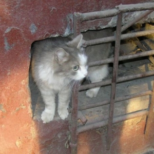 Для котов в подвале созданы все условия, а на первом этаже житья от них нет