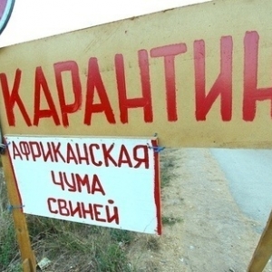 В Матвеево-Курганском районе Ростовской области ветеринары сняли карантин по бруцеллезу крупного рогатого скота