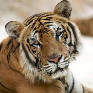 тигр Кузя
