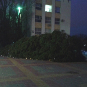 В Ростове упала от порыва ветра елка, и горожане не растерялись и сняли с нее украшения.