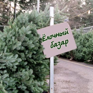 Елочку для новогоднего торжества можно купить за 3000-7000 рублей.