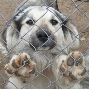  В Ростове вынуждены закрыть приют для собак.