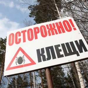 В Ростове-на-Дону превышен эпидзначимый порог численности клещей.