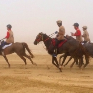 В Ростовской области состоится региональный чемпионат по конным дистанционным пробегам. 