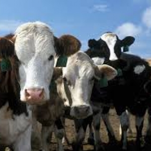 Тридцать дней проведут под арестом коровы, которых пытались перевезти по Ростовской области без ветеринарно-сопроводительных документов