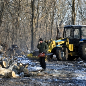 Ростов обеспечен зелёными насаждениями всего на четверть, но незаконные вырубки продолжаются