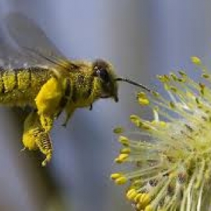 В Песчанокопском районе ветеринары обнаружили заболевание пчел - нозематоз.