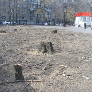 В ростовском парке «Сказка» вырубили 19 деревьев под дорогие теннисные корты