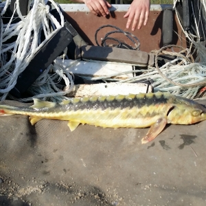 В Ростовской области задержаны браконьеры с уловом ценных рыб более 700 кг