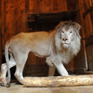 Белый лев по имени Том попал в ростовский зоопарк из цирка