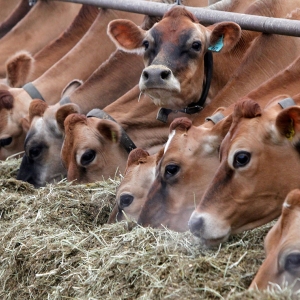 В Заветинском районе Ростовской области был введён карантин по бруцеллёзу крупного рогатого скота, сообщает rostov.news-r.ru 
