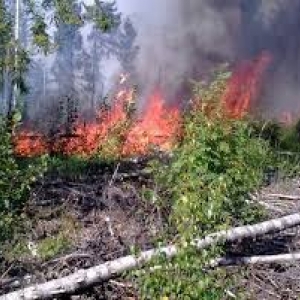 Тело погибшего обнаружено при тушении травы под городом Шахты.