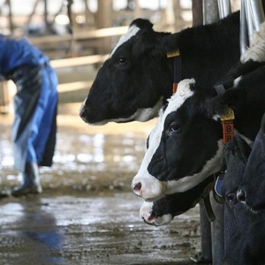 Крупнейший переработчик молока в Ростовской области агропромышленный комплекс «На лугу» признан банкротом. 