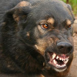 Жители Ростова-на-Дону просят мэрию решить вопрос со стаей бродячих собак, которые пугают детей на детской площадке в Пролетрском районе