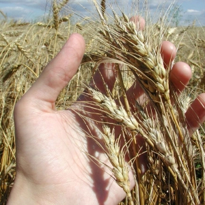 Аграрии Ростовской области, по всей вероятности, рекорд прошлогоднего урожая побить не смогут.