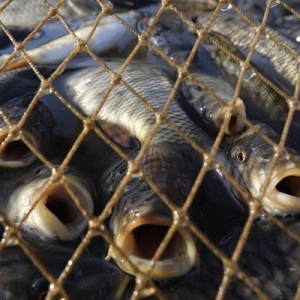 Незаконный вылов рыбы происходил в Неклиновском районе Ростовской области