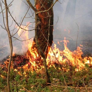 Решение об установлении противопожарного режима приняла городская администрация Таганрога