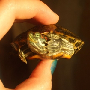 В Ростове торгуют «поддельными» карликовыми черепахами