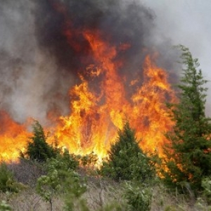 Лесной пожар на 8 га в Ростовской области ликвидирован