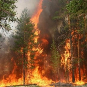 В Ростовской области горит 3 га соснового леса, на месте работаю пожарные