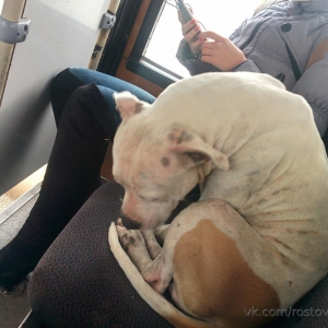 В Ростове нашлась хозяйка собаки, ездившей на автобусе