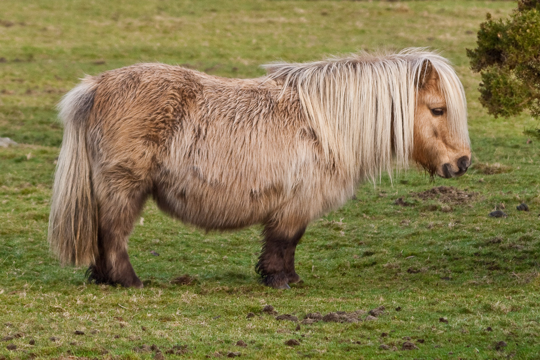 Зверь с длинной шерстью. Шетлендский пони. Лошадь породы шетлендский пони. Пони шетлендской породы. Шетланд пони.